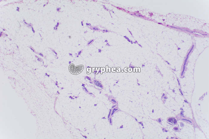 Glande mammaire au repos x10 - gryphea.com